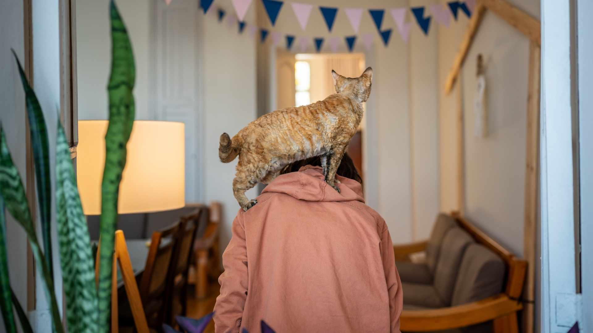 gato en la chepa